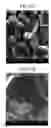 Fig. 09 - Reflective member, light-emitting device using same and illuminating device