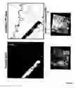 Fig. 07 - Remote sensing analysis of forest disturbances