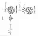 Fig. 05 - Targeted Nanostructures for Cellular Imaging