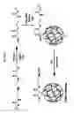 Fig. 07 - Targeted Nanostructures for Cellular Imaging