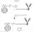 Fig. 27 - Targeted Nanostructures for Cellular Imaging