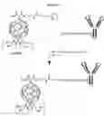 Fig. 28 - Targeted Nanostructures for Cellular Imaging