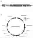 Fig. 01 - Recombinant vector expressing MDR1 shRNA and thymidine kinase and use thereof