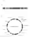 Fig. 02 - Recombinant vector expressing MDR1 shRNA and thymidine kinase and use thereof