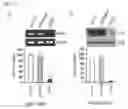 Fig. 03 - Recombinant vector expressing MDR1 shRNA and thymidine kinase and use thereof
