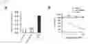 Fig. 06 - Recombinant vector expressing MDR1 shRNA and thymidine kinase and use thereof