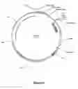 Fig. 02 - MAMMALIAN EXPRESSION SYSTEMS