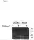 Fig. 08 - Soluble CLCA-1 and antagonists to CLCA-1