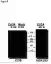 Fig. 09 - Soluble CLCA-1 and antagonists to CLCA-1