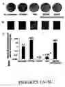 Fig. 02 - Methods and Compositions for Treating and Preventing Bacterial Infections