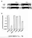 Fig. 08 - Methods and Compositions for Treating and Preventing Bacterial Infections