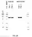 Fig. 28 - Pharmaceutical compositions containing sc(Fv)2