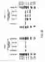 Fig. 40 - Pharmaceutical compositions containing sc(Fv)2
