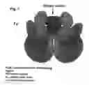 Fig. 02 - BINDING MEMBER TOWARDS PNEUMOLYSIN