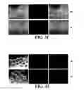 Fig. 32 - Novel Egg Receptors for Sperm Proteins