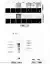 Fig. 33 - Novel Egg Receptors for Sperm Proteins