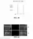 Fig. 37 - Novel Egg Receptors for Sperm Proteins