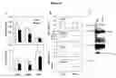 Fig. 12 - TRUNCATED MEMAPSIN 2 COMPOSITIONS AND TREATMENTS