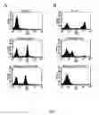 Fig. 07 - Use of HIV envelope/CD4 complexes for the generation antibodies