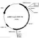 Fig. 01 - Plasmids coding for p185protein sequence variants and therapeutic uses thereof