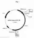 Fig. 02 - Plasmids coding for p185protein sequence variants and therapeutic uses thereof