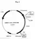 Fig. 06 - Plasmids coding for p185protein sequence variants and therapeutic uses thereof