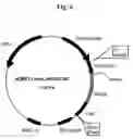 Fig. 07 - Plasmids coding for p185protein sequence variants and therapeutic uses thereof