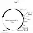 Fig. 08 - Plasmids coding for p185protein sequence variants and therapeutic uses thereof