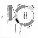 Fig. 02 - Recombinant virus and use thereof