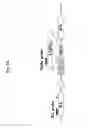 Fig. 04 - Recombinant virus and use thereof
