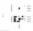 Fig. 06 - Recombinant virus and use thereof