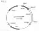 Fig. 06 - Two-Step Immunization Procedure Against Chlamydia Infection