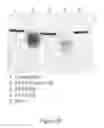Fig. 07 - Site specific pegylated hemoglobin, method of preparing same, and uses thereof