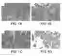 Fig. 02 - Compositions and methods for inhibiting cell migration