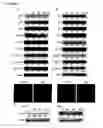 Fig. 35 - Compositions and methods to prevent cancer with cupredoxins