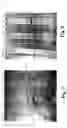 Fig. 07 - LAWSONIA PROTEIN USEFUL AS A COMPONENT IN SUBUNIT VACCINE AND METHODS OF MAKING AND USING THEREOF