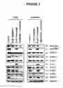 Fig. 06 - Method of treating chronic myelogenous leukemia cells