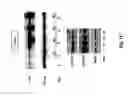 Fig. 04 - Micro rna