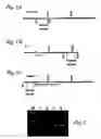Fig. 02 - Composition and method for in vivo and in vitro attenuation of gene expression using double stranded RNA