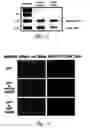 Fig. 09 - Composition and method for in vivo and in vitro attenuation of gene expression using double stranded RNA