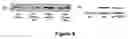 Fig. 09 - Therapeutic and carrier molecules