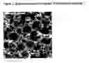 Fig. 02 - Highly porous polymeric materials comprising  biologically active molecules via covalent grafting
