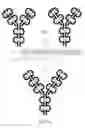 Fig. 01 - Dual variable domain immunoglobulin and uses thereof