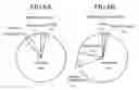 Fig. 09 - Insertion Needle and Lancet With the Same