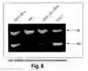 Fig. 09 - Cell-based  RNA interference and related methods and compositions