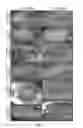 Fig. 02 - METHODS FOR INCREASING THE FREQUENCY OF APOMIXIS EXPRESSION IN ANGIOSPERMS