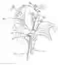 Fig. 01 - Two-pronged corsage pin