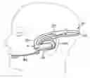 Fig. 01 - Behind-the-head mounted personal audio set with adjustable earphone position