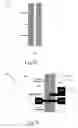 Fig. 08 - Electro-optical modulator structure
