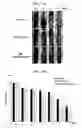 Fig. 08 - Pharmaceutical Composition For Treating Vascular-Related Diseases Comprising Peptide